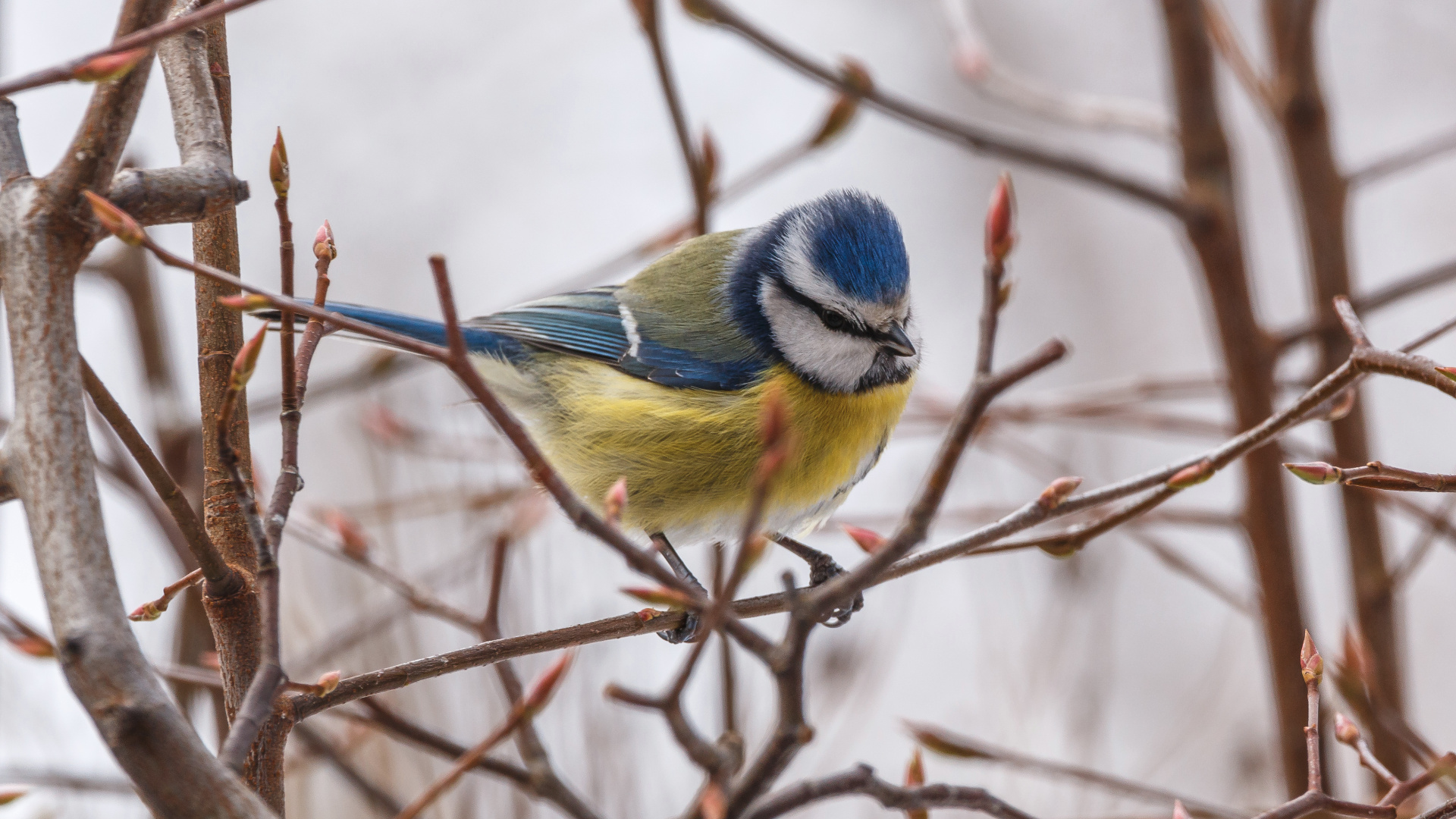 Blaumeise