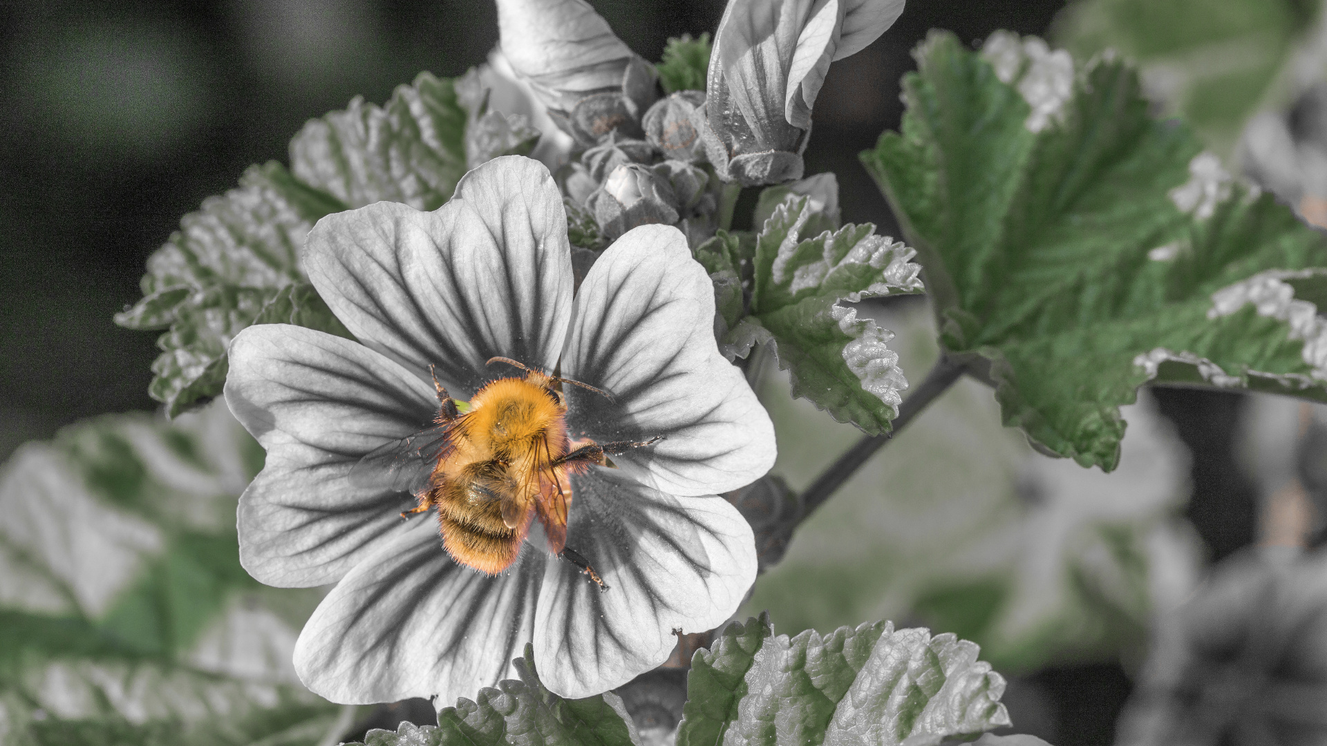 Hummel auf Malvenblüte