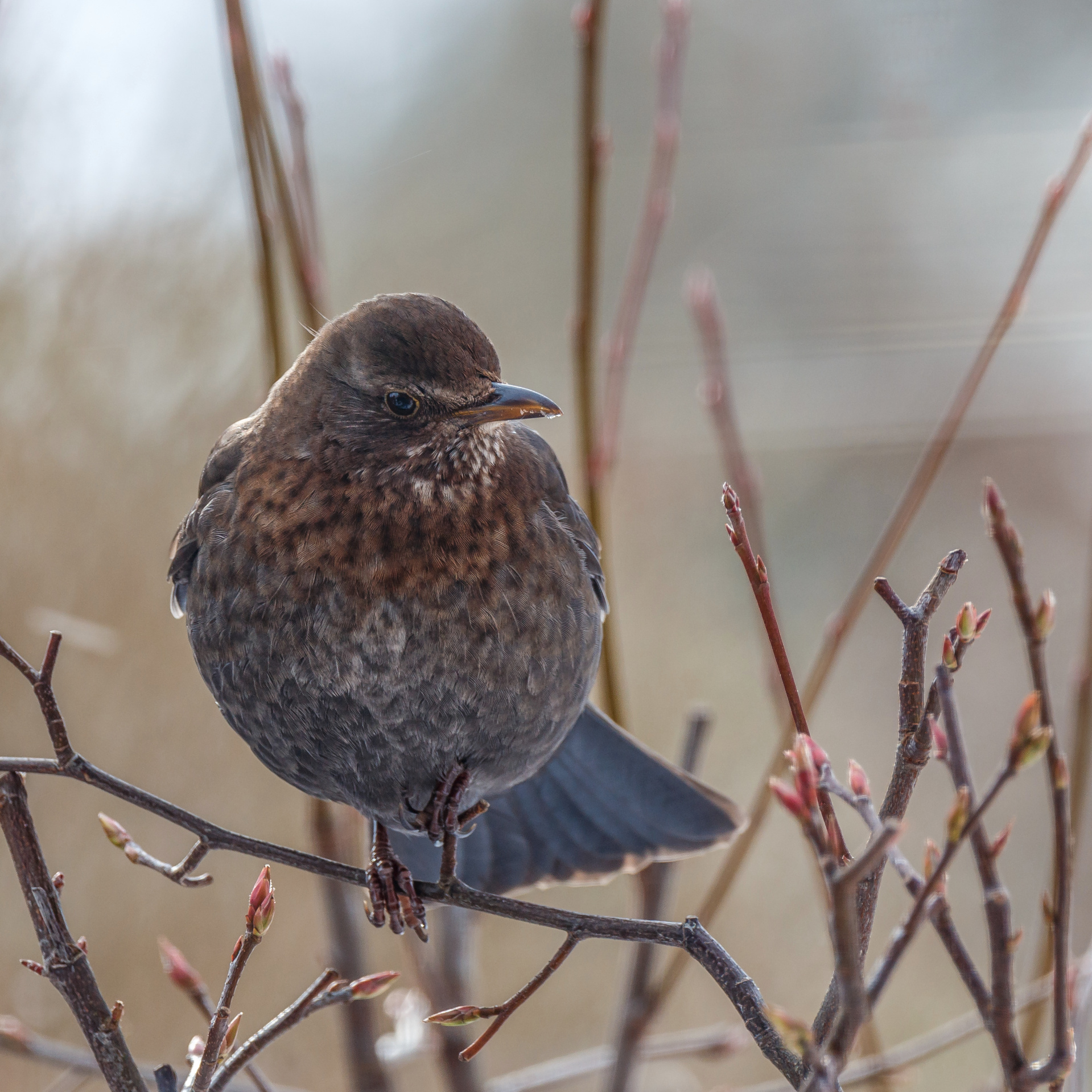 Frau Amsel schaut grimmig